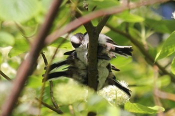 Long-tailed Tit 東京 Wed, 4/28/2021