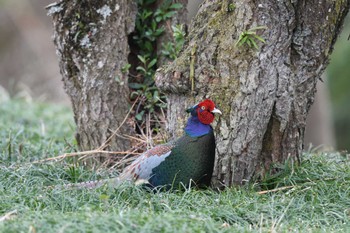 Green Pheasant いわき市 Thu, 4/7/2022