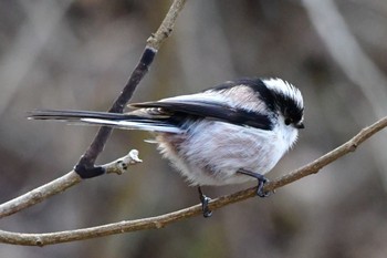 Long-tailed Tit 静岡県立森林公園(浜松市) Sun, 2/27/2022