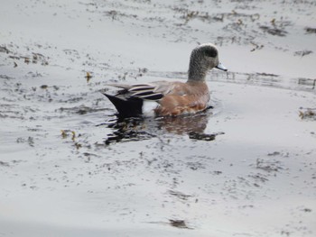 2022年3月13日(日) 馬堀海岸の野鳥観察記録