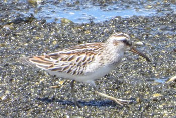 Broad-billed Sandpiper Osaka Nanko Bird Sanctuary Sun, 9/5/2021