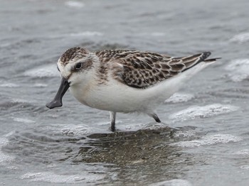 Spoon-billed Sandpiper 愛知県 Sun, 9/12/2021