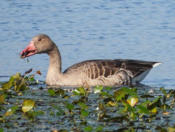 Greylag Goose 加古大池 Sun, 10/3/2021