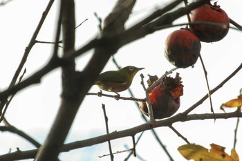 Warbling White-eye 四季の森公園(横浜市緑区) Sun, 11/12/2017