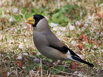 Japanese Grosbeak 中央公園 Tue, 4/5/2022