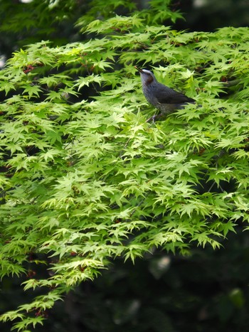 Brown-eared Bulbul 秋葉公園 Thu, 4/7/2022