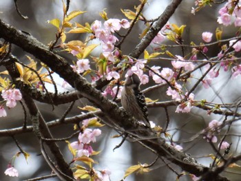 Japanese Pygmy Woodpecker 皆野町 Thu, 4/7/2022