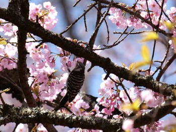 Japanese Pygmy Woodpecker 皆野町 Fri, 4/8/2022