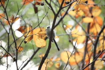 Long-tailed Tit 四季の森公園(横浜市緑区) Sun, 11/12/2017