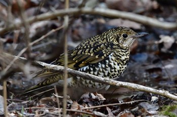 White's Thrush 静岡県 静岡県立森林公園(浜松市) Sun, 2/27/2022