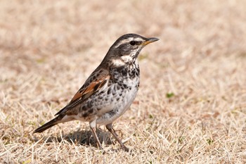 Dusky Thrush 静岡県 遠州灘海浜公園(浜松市) Sun, 2/27/2022