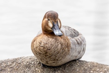 Common Pochard 生の松原 Mon, 3/21/2022