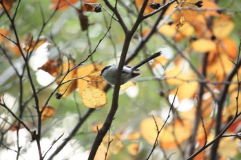 Long-tailed Tit 四季の森公園(横浜市緑区) Sun, 11/12/2017