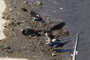 イワツバメ 境川遊水地公園 2021年3月27日(土)