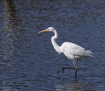 ダイサギ 葛西臨海公園 2022年4月8日(金)