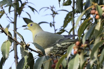 White-bellied Green Pigeon 猪名川公園 Sat, 4/9/2022