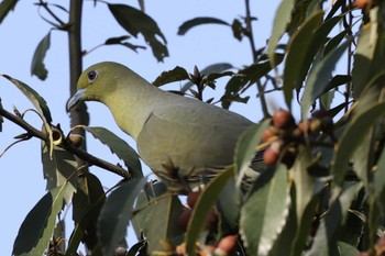 White-bellied Green Pigeon 猪名川公園 Sat, 4/9/2022