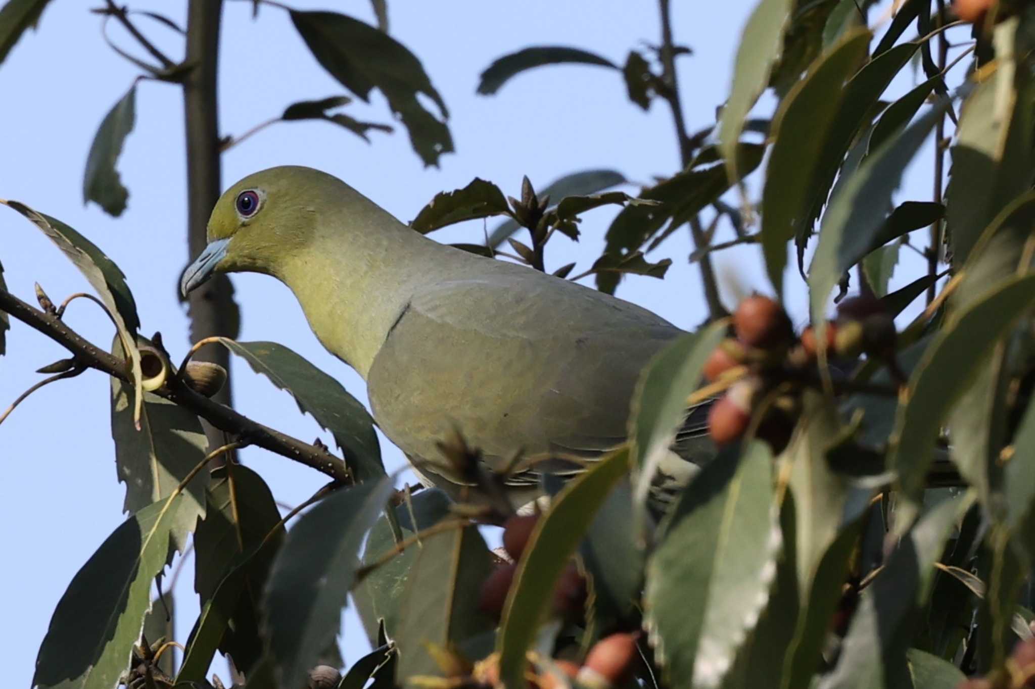 Photo of White-bellied Green Pigeon at 猪名川公園 by トビトチヌ