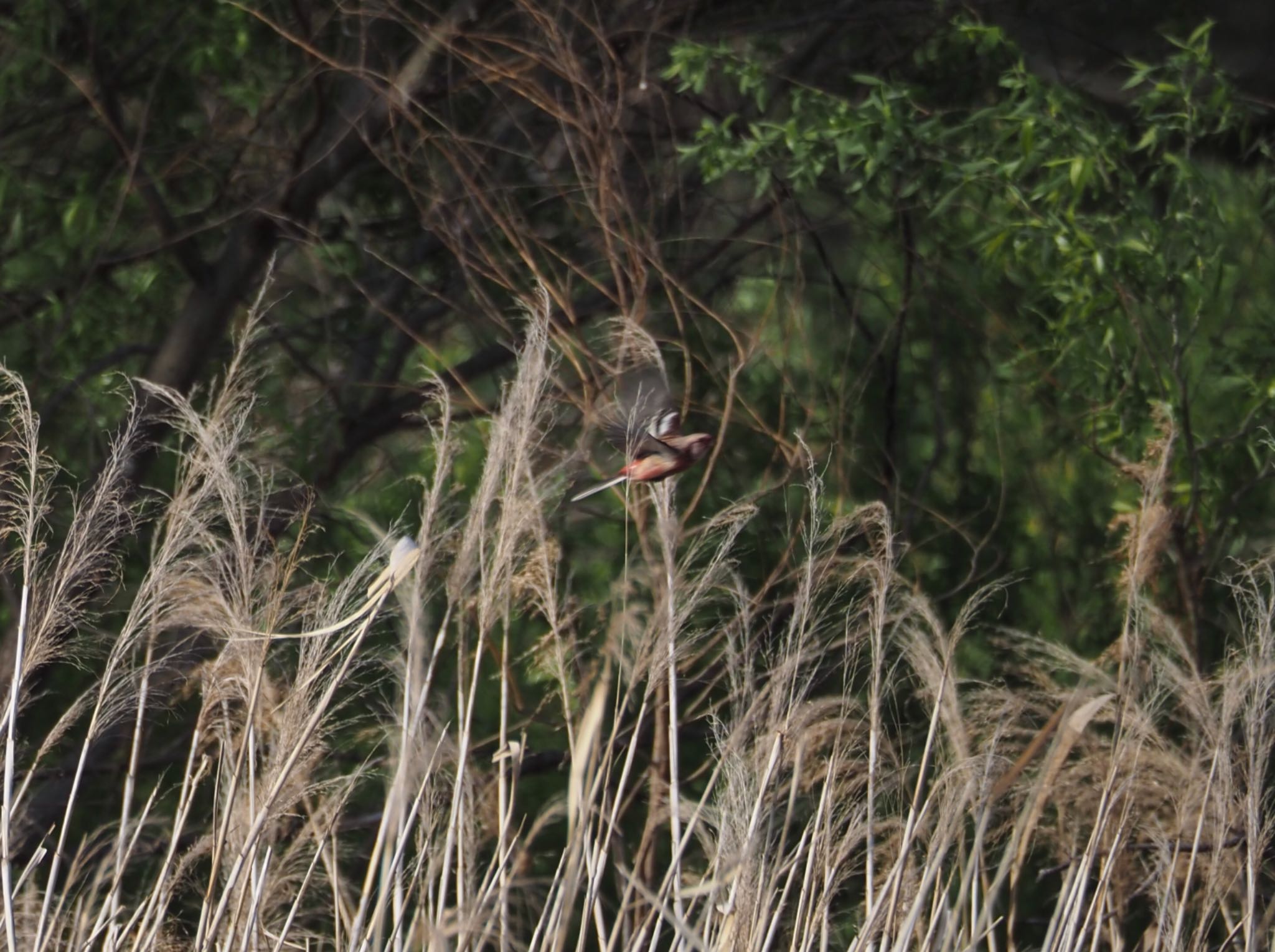 Siberian Long-tailed Rosefinch