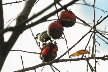 Japanese Tit 四季の森公園(横浜市緑区) Sun, 11/12/2017