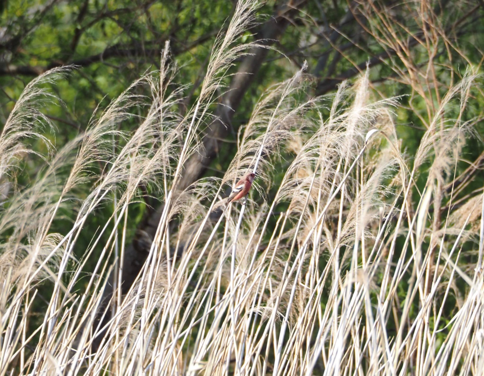 Siberian Long-tailed Rosefinch