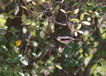 Long-tailed Tit 山口県下松市恋が浜 Sat, 4/9/2022