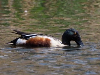 Northern Shoveler 白幡沼(さいたま市) Sat, 4/9/2022