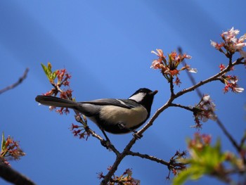 Japanese Tit 白幡沼(さいたま市) Sat, 4/9/2022