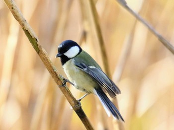 Japanese Tit 東京都 Sun, 11/12/2017