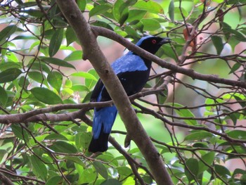 Asian Fairy-bluebird マレーシア Sun, 2/24/2013