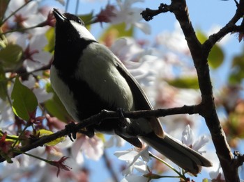 2022年4月9日(土) 埼玉県さいたま市の野鳥観察記録