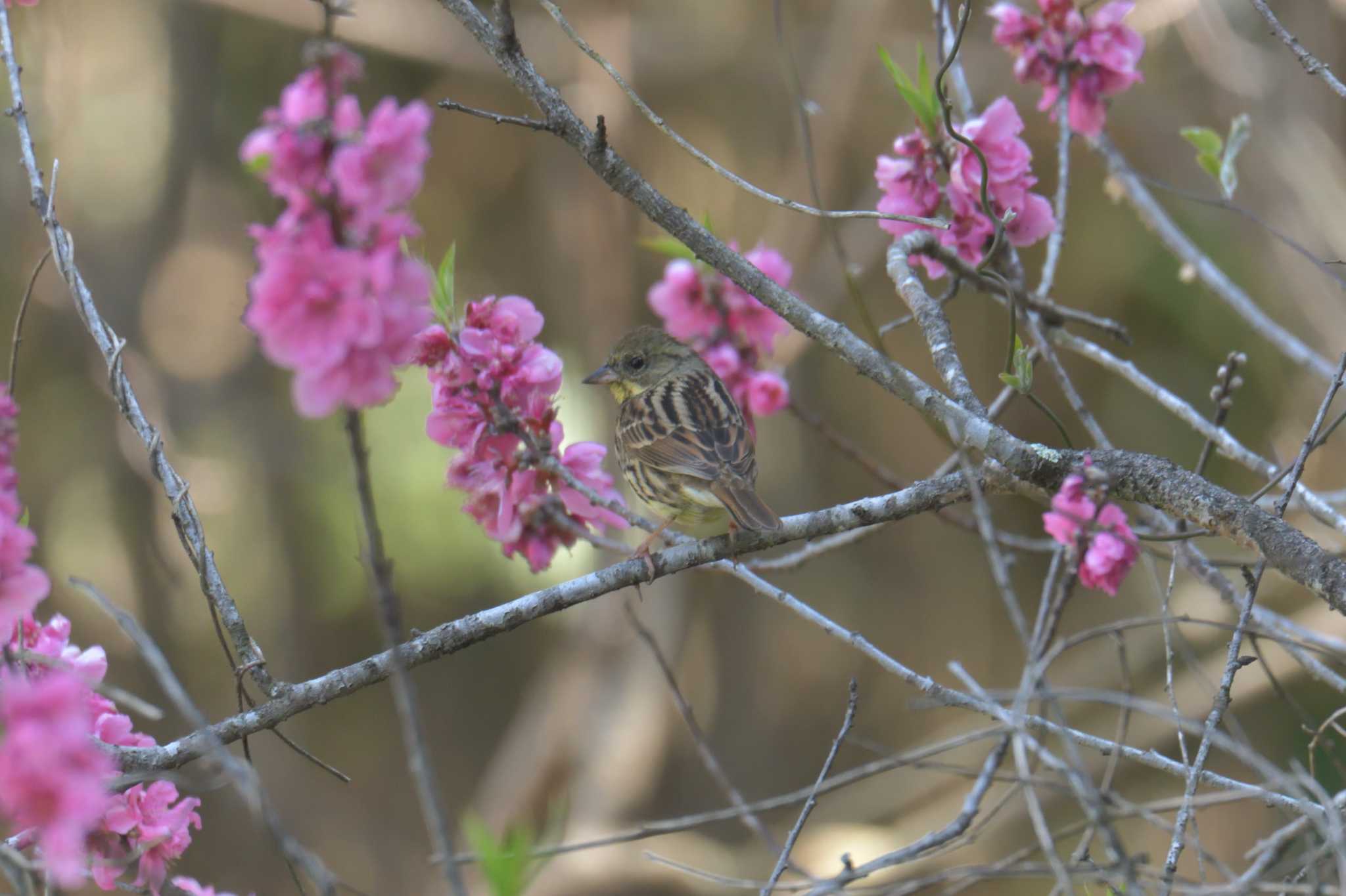 滋賀県甲賀市甲南町創造の森 アオジの写真 by masatsubo