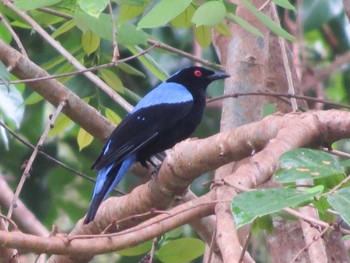 Asian Fairy-bluebird マレーシア Sun, 2/24/2013