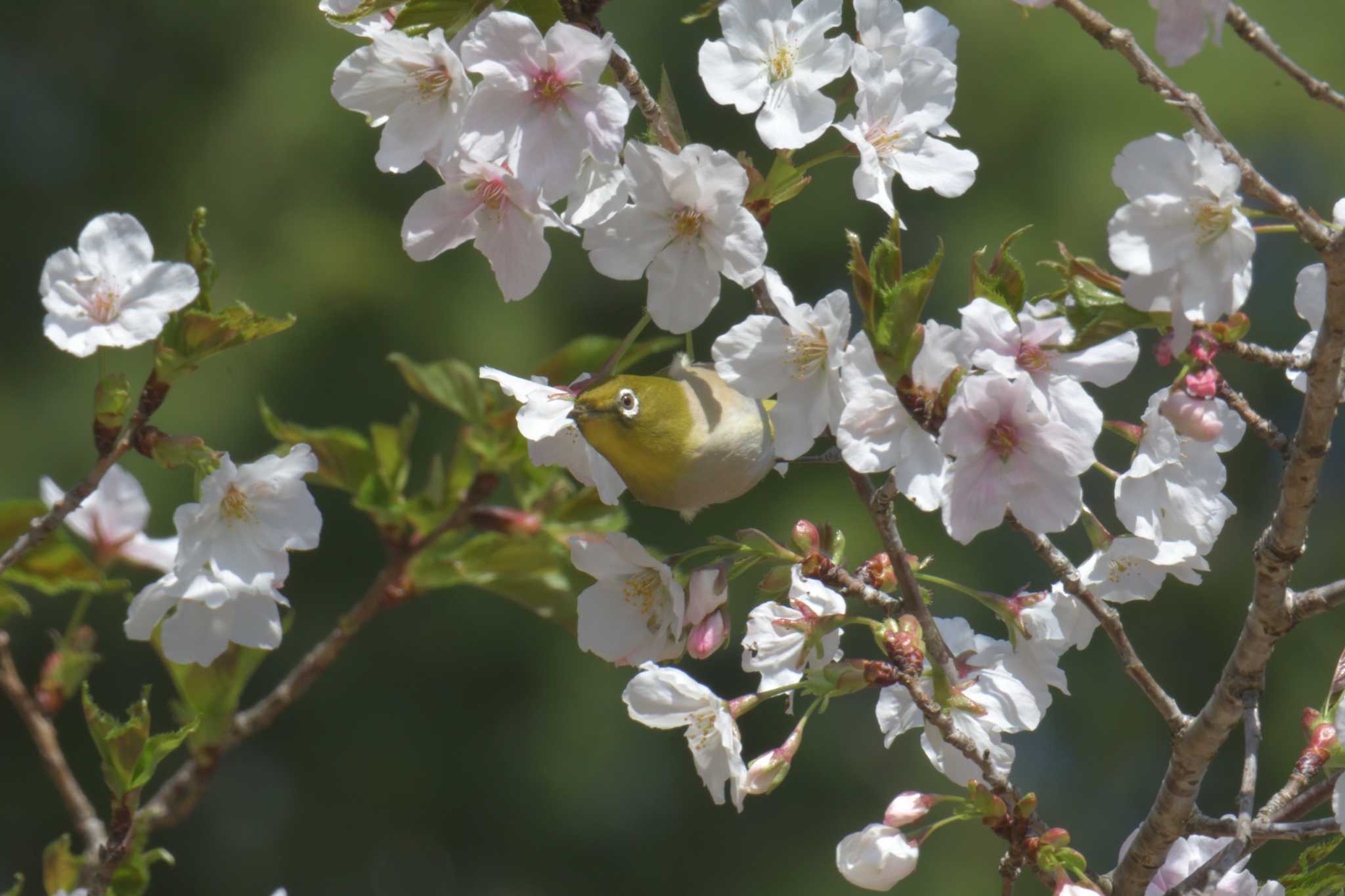 滋賀県甲賀市甲南町創造の森 メジロの写真 by masatsubo