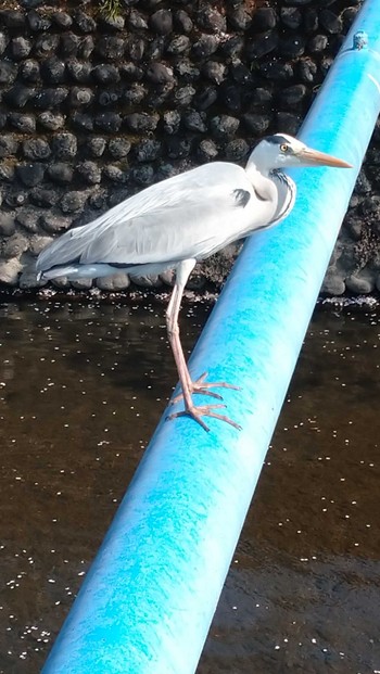 Grey Heron 静岡県焼津市小石川 Sat, 4/9/2022