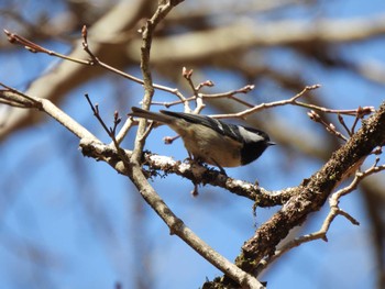 Coal Tit Hinohara Tomin no mori Sat, 4/9/2022