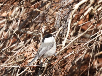 Willow Tit Hinohara Tomin no mori Sat, 4/9/2022