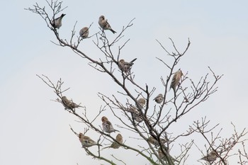 Common Redpoll 北陸地方 Sat, 11/11/2017