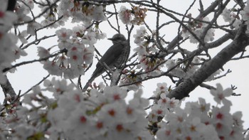 ヒヨドリ 三滝川 2022年4月3日(日)