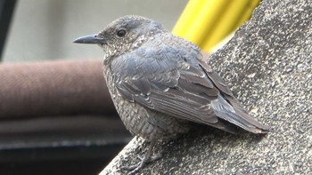 Blue Rock Thrush 五十鈴公園 Sat, 4/2/2022