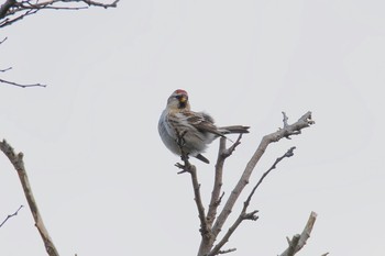 Common Redpoll 北陸地方 Sat, 11/11/2017