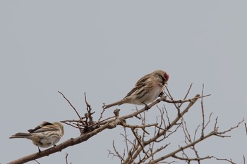 Common Redpoll 北陸地方 Sat, 11/11/2017