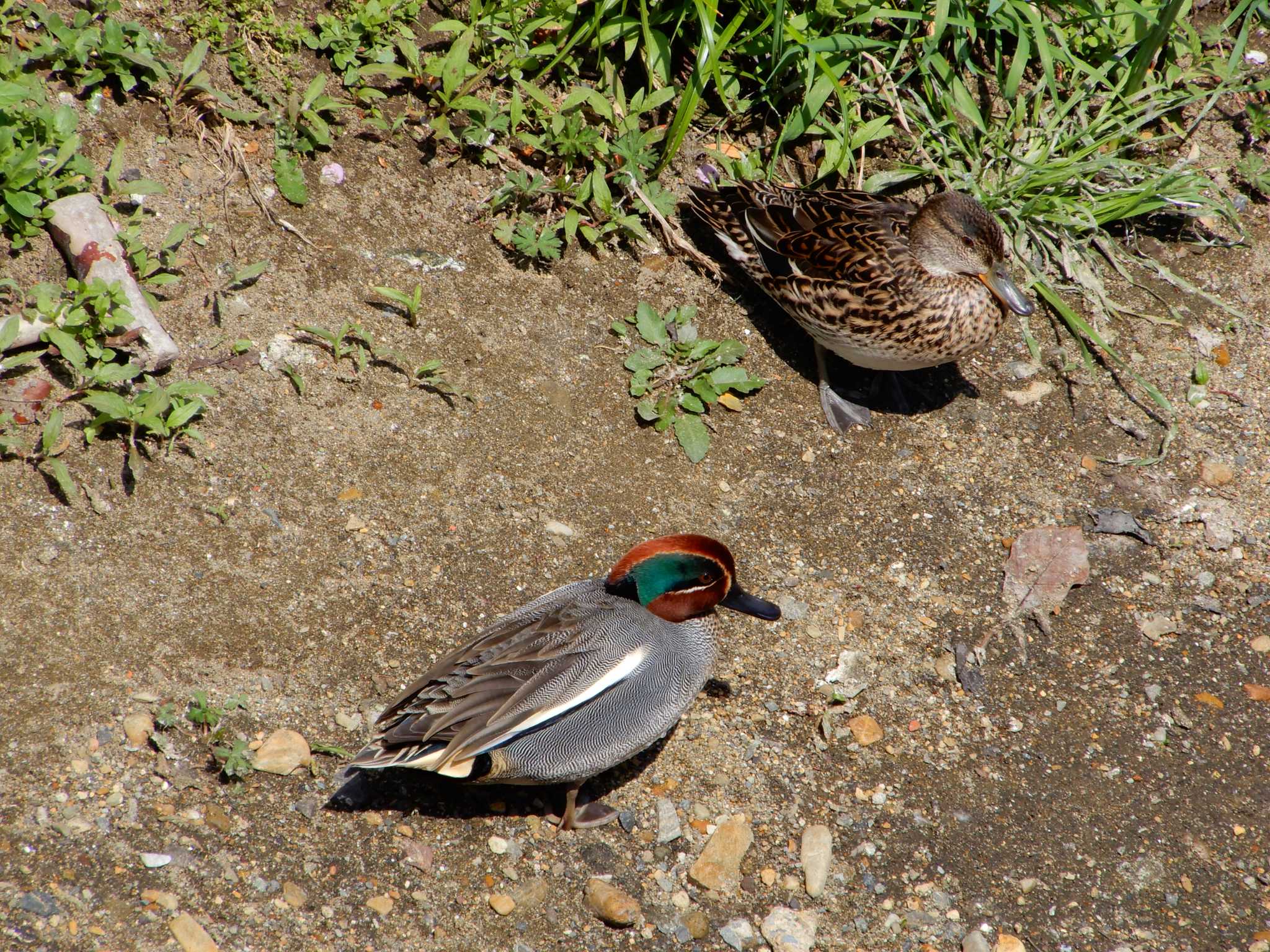 Photo of Eurasian Teal at 平和の森公園、江古田公園、哲学堂公園、妙正寺川 by woodnote1957