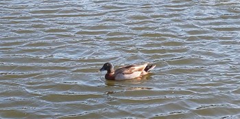 Eurasian Wigeon 多摩中央公園 Sat, 4/9/2022