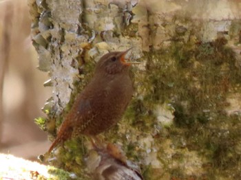 2022年4月9日(土) 段戸裏谷の野鳥観察記録