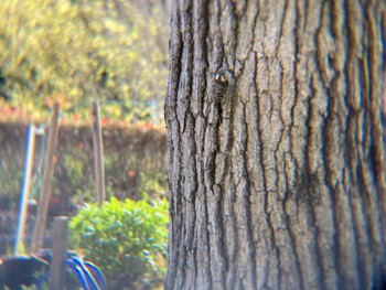 Japanese Pygmy Woodpecker 二ツ池公園 Sat, 4/9/2022