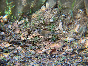 Pale Thrush 二ツ池公園 Sat, 4/9/2022