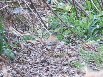 2022年4月9日(土) 北勢中央公園の野鳥観察記録