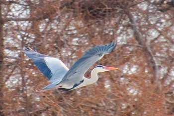 Grey Heron 美唄 Sat, 4/9/2022