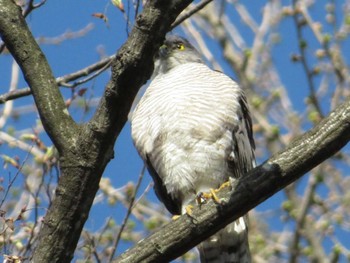 2022年4月8日(金) 富士森公園(八王子市)の野鳥観察記録